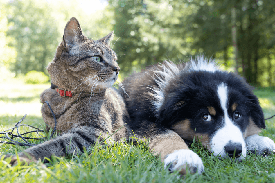 petcademy.org logo
