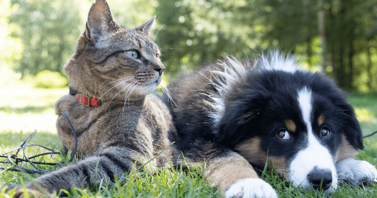 petcademy.org logo